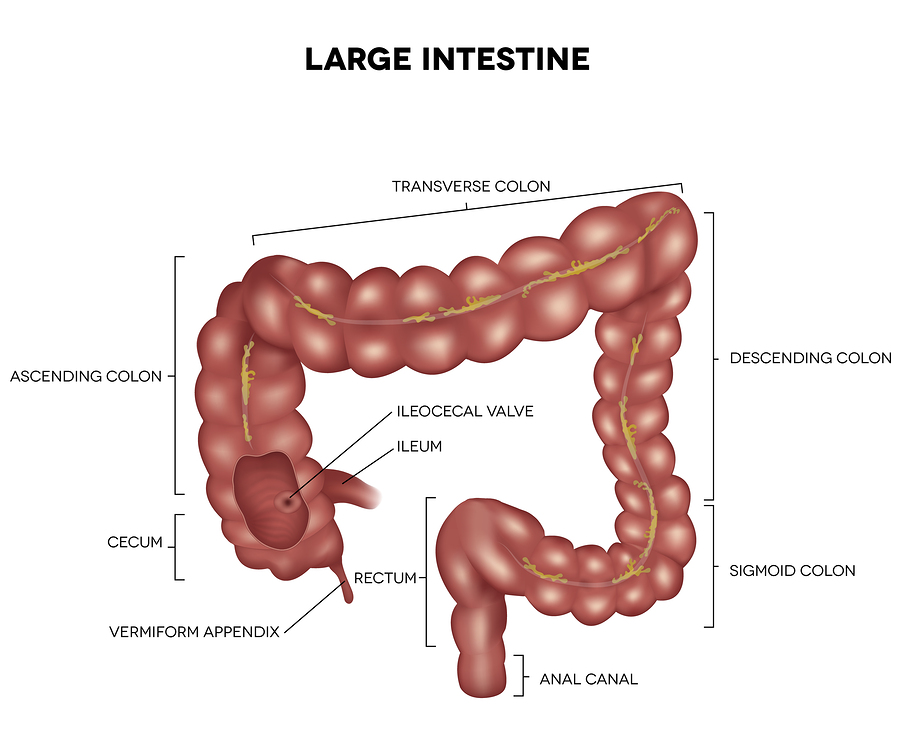 Labeled Large Intestine